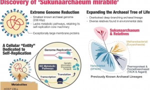 更新进化论？少彦古菌被发现，模糊细胞和病毒界限